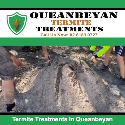 Termite treatment application with technicians in Queanbeyan